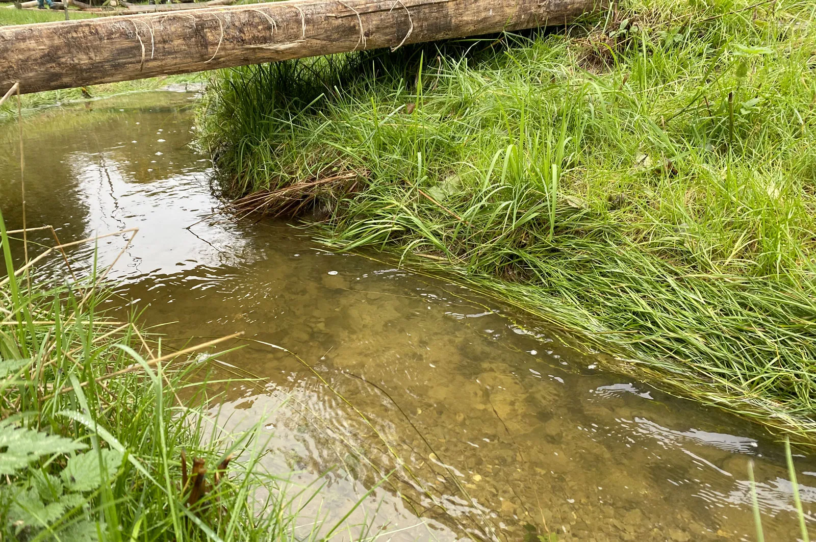 Zahrada s mokřadem