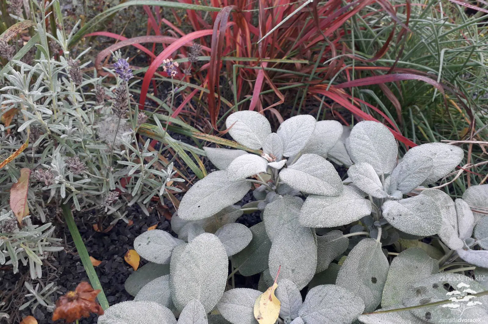 Zahrada stříbřito červená