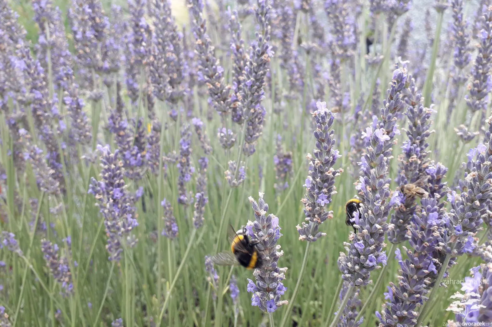 Zahrada stříbřito červená