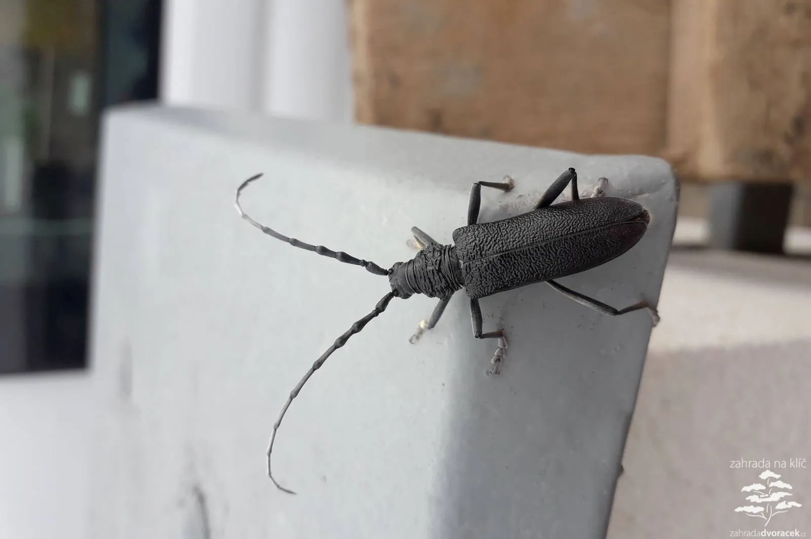 Zahrada stříbřito červená